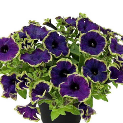 Petunia atkinsiana 'PIZZAZZ Indigo' - Petuunia 'PIZZAZZ Indigo'